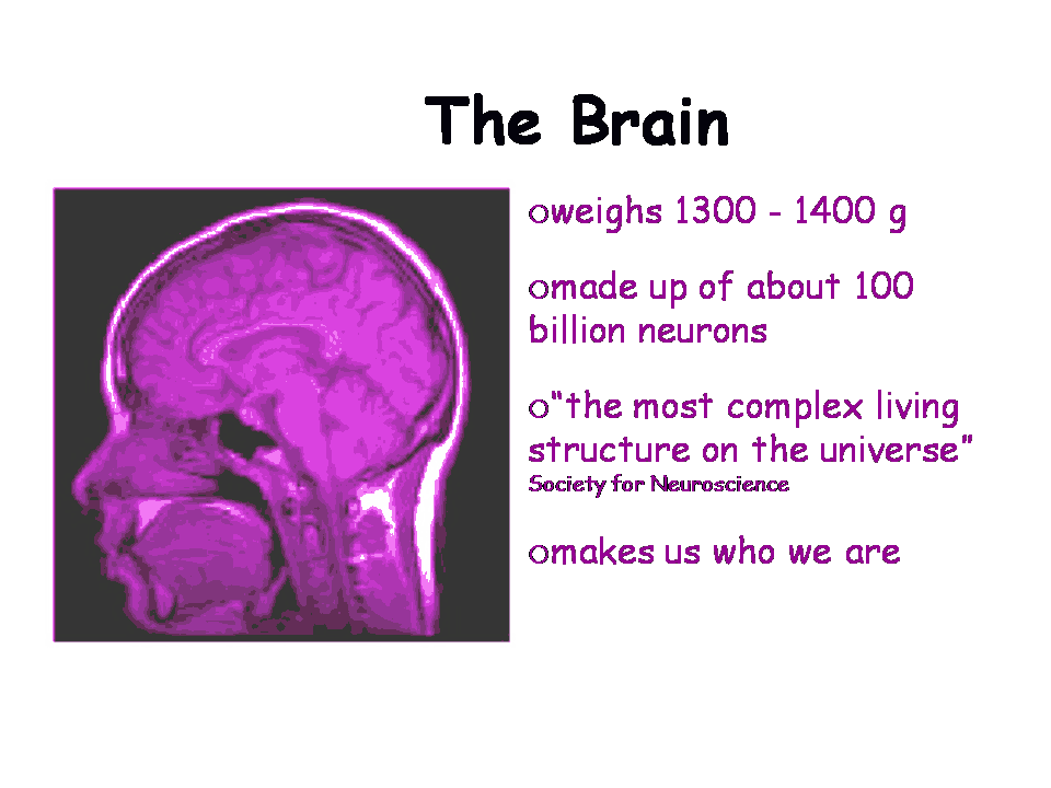 The Brain Powerpoint Presentation Template PPT