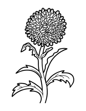Flower Botanical Aster Coloring Template