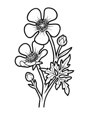 Flower Botanical Buttercup Coloring Template