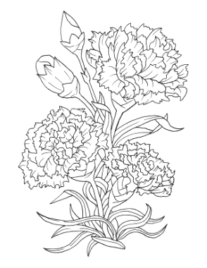 Flower Botanical Carnation Coloring Template