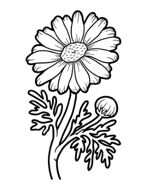Flower Botanical Chamomile Coloring Template