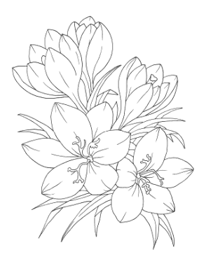 Flower Botanical Crocus Coloring Template