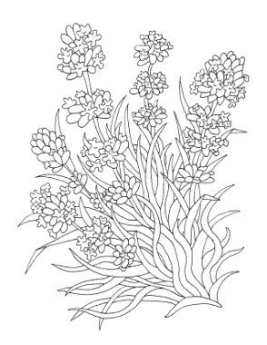 Flower Botanical Lavender Coloring Template