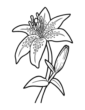 Flower Botanical Lily Coloring Template