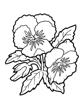 Flower Botanical Pansy Coloring Template