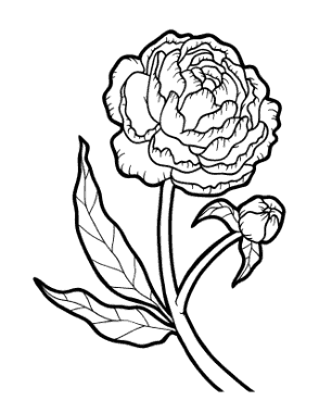 Flower Botanical Peony Coloring Template