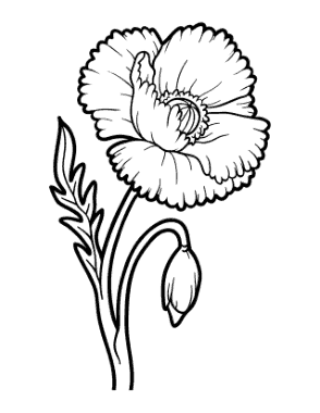 Flower Botanical Poppy Coloring Template