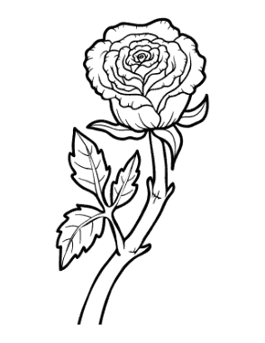 Flower Botanical Rose Coloring Template
