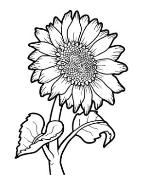 Flower Botanical Sunflower Coloring Template