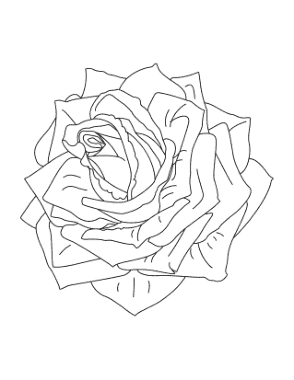 Flower Detailed Rose Coloring Template