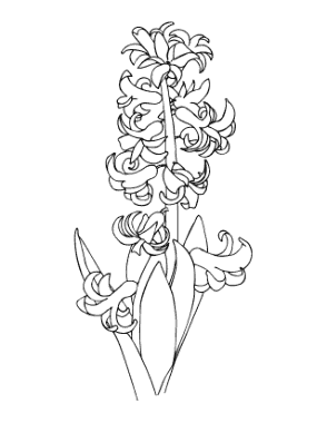 Flower Hyacinth Coloring Template