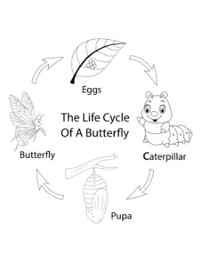 Butterfly Life Cycle Cartoon Coloring Template