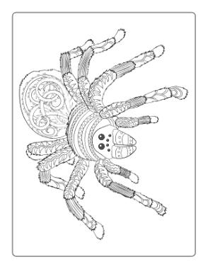 Halloween Intricate Pattern Spider Adult Coloring Template