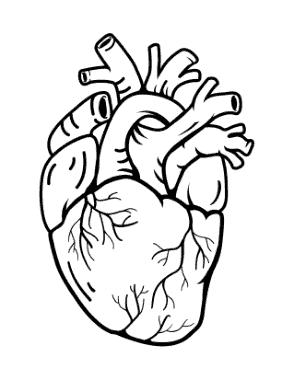 Heart Anatomical Heart Coloring Template
