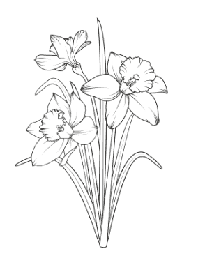 Daffodils Spring Coloring Template