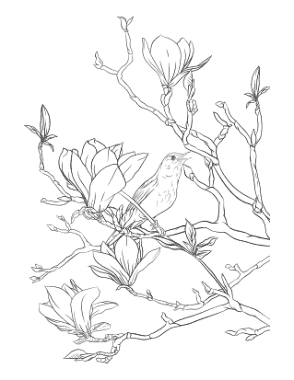 Magnolia Nightingale Spring Coloring Template