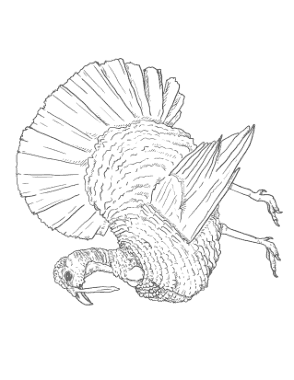 Turkey Realistic Adult To Color Coloring Template