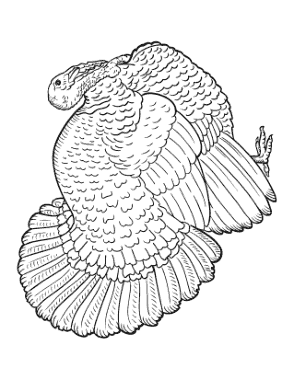 Turkey Side View Detailed Feathers Coloring Template