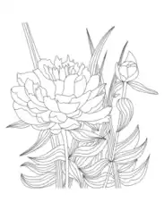 Flower Detailed Peony Drawing Coloring Template