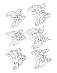 Butterfly Set 6 Coloring Template