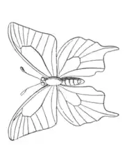 Butterfly Sketch Patterned Wings Coloring Template