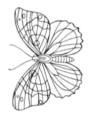 Butterfly Wing Veins Outline Coloring Template