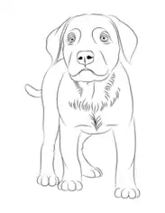 Labrador Outline Dog Coloring Template